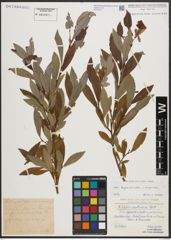 Foto von Salix appendiculata Vill. x Salix purpurea L.